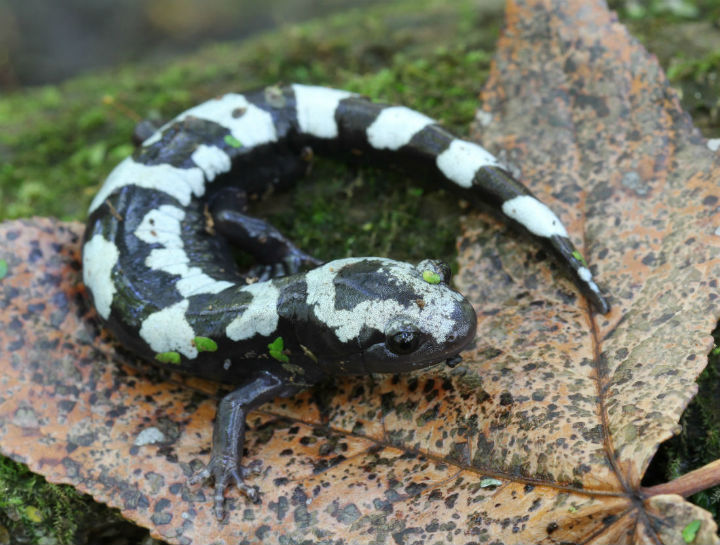 Marbled Salamander